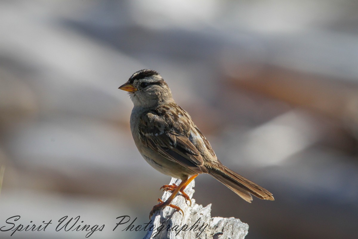 White-crowned Sparrow (pugetensis) - ML617048262