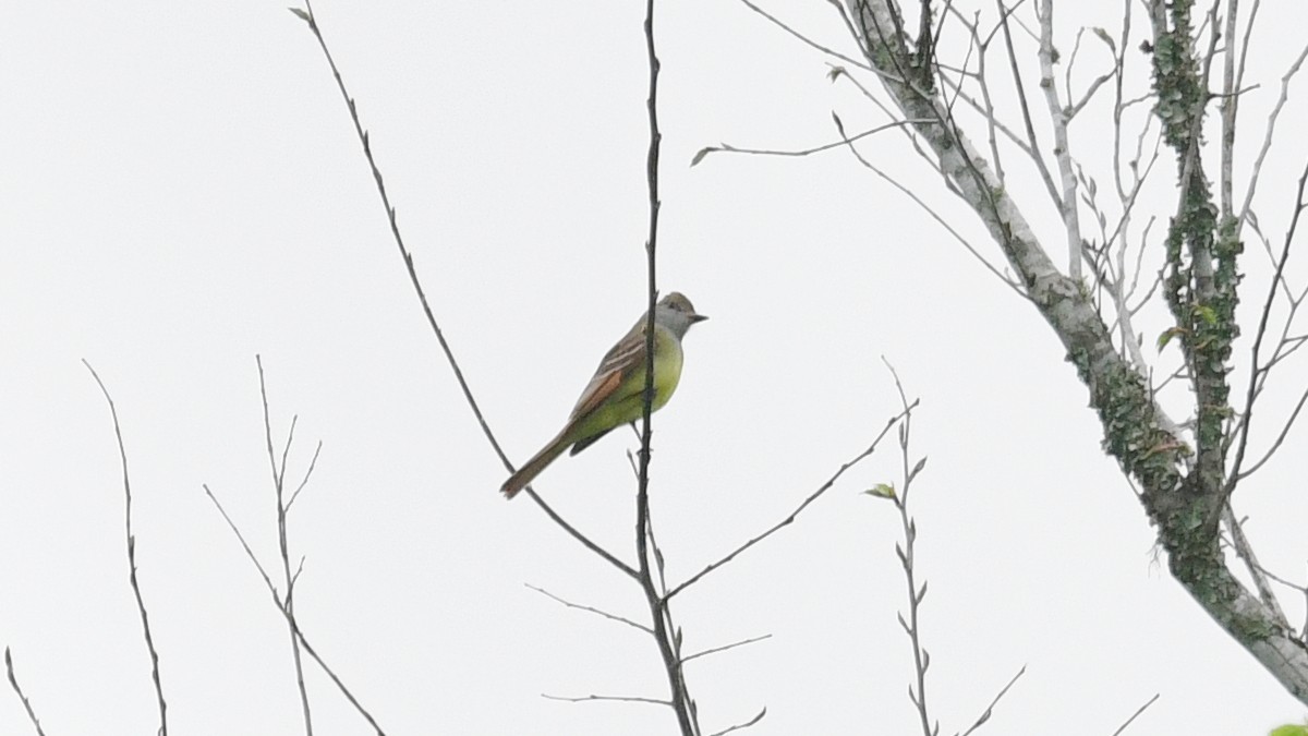Great Crested Flycatcher - ML617048355