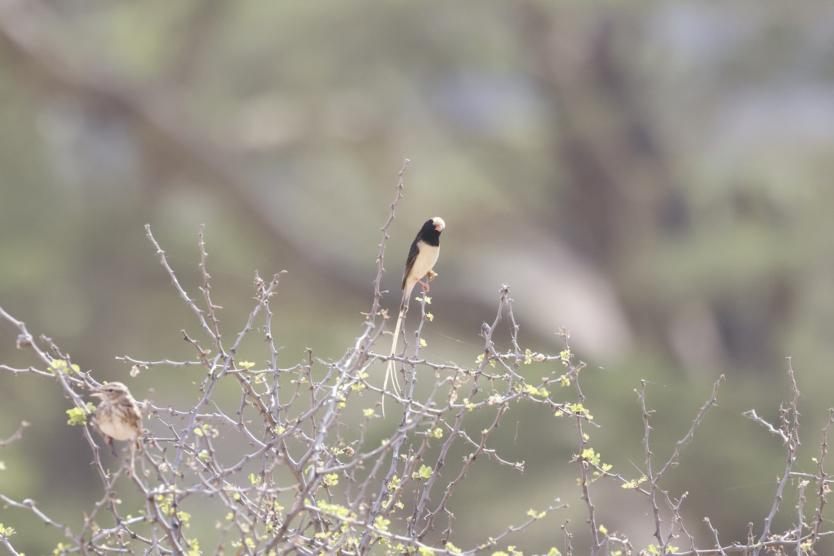 Straw-tailed Whydah - ML617048409
