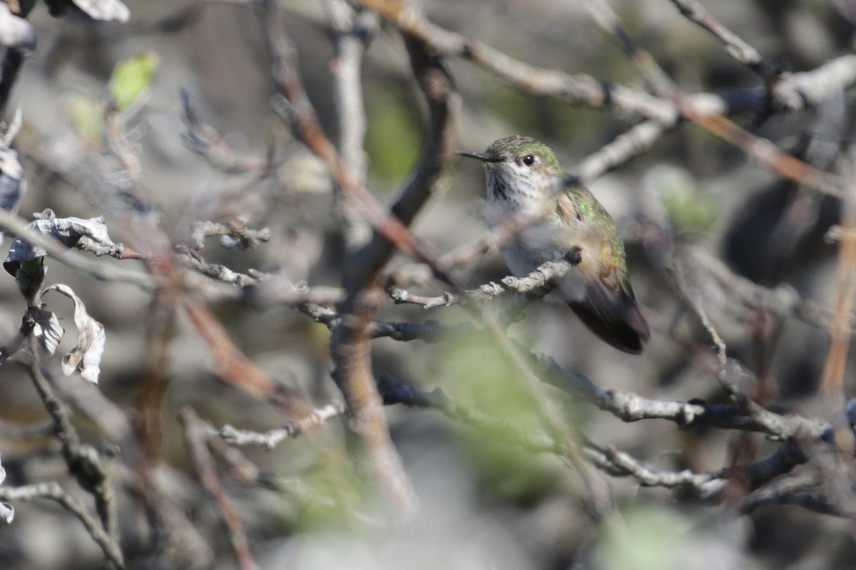 Calliope Hummingbird - ML61704841