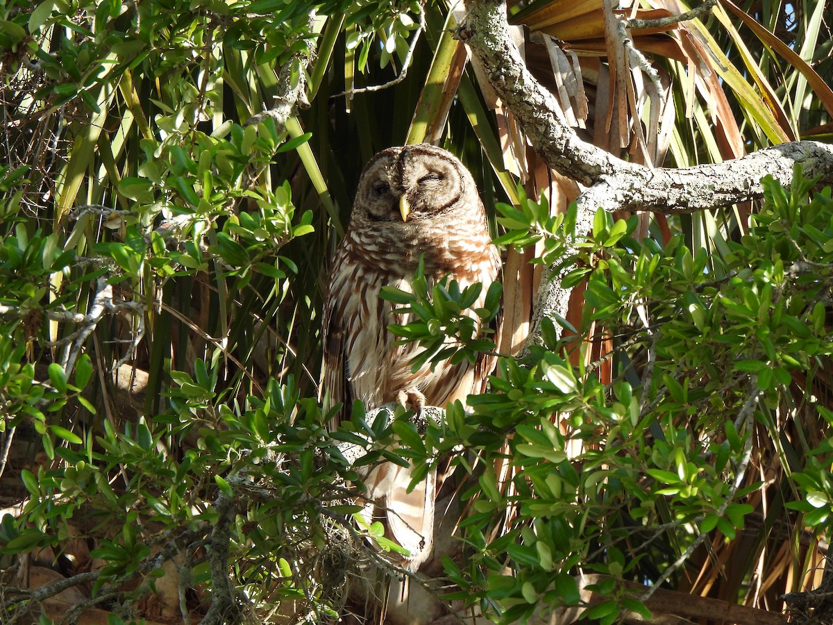 Barred Owl - Doris Brookens