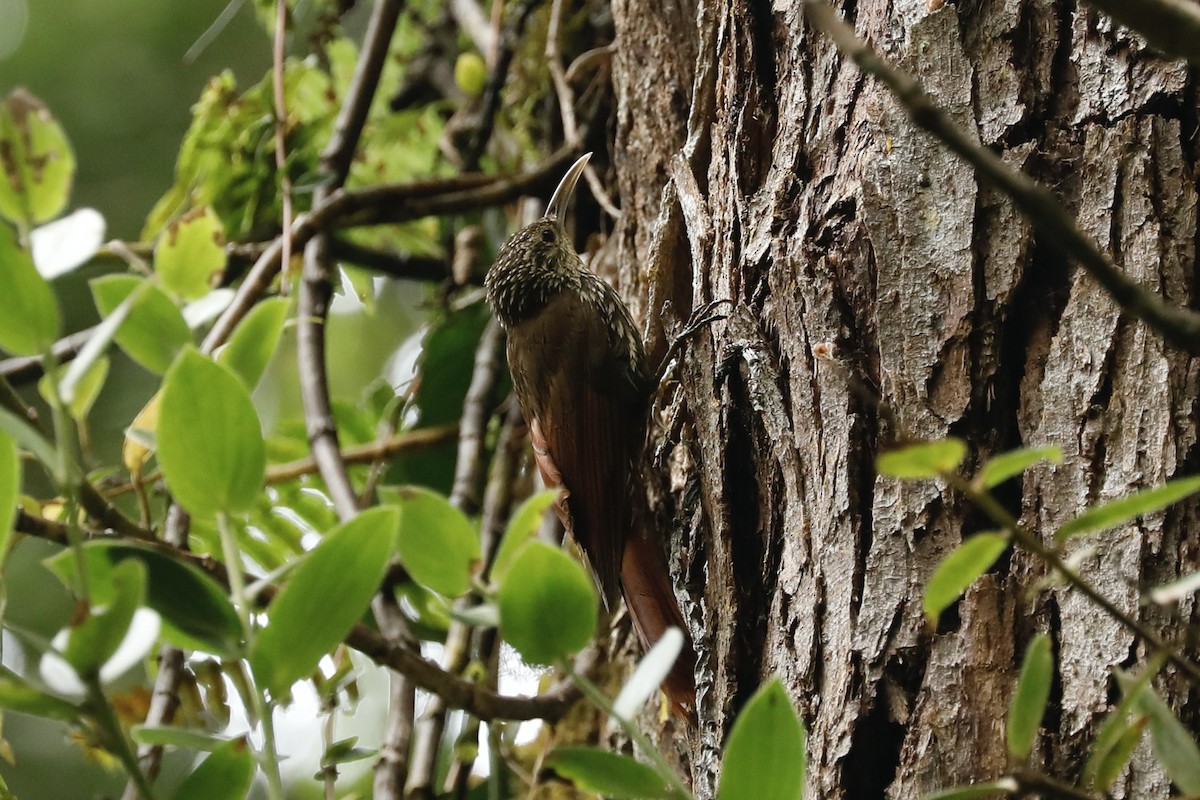 Spot-crowned Woodcreeper - ML617048445