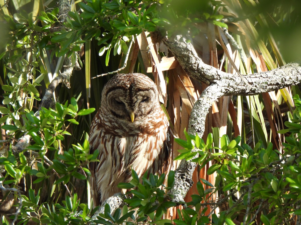 Barred Owl - Doris Brookens