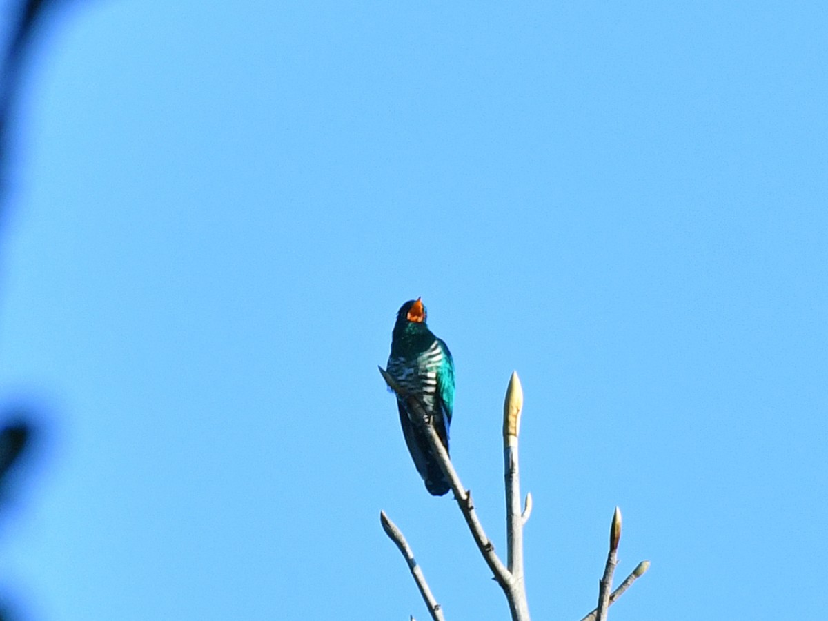 Asian Emerald Cuckoo - ML617048513