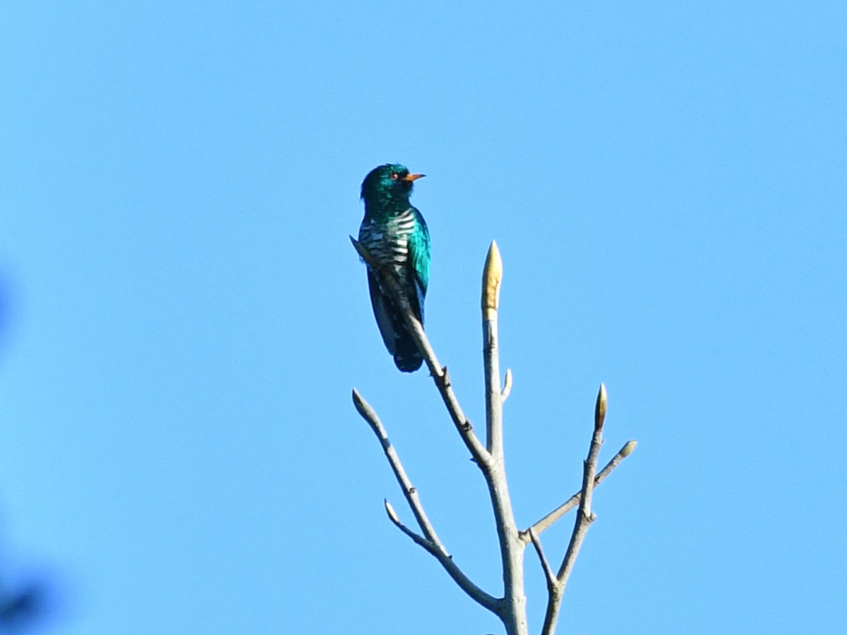 Asian Emerald Cuckoo - ML617048515