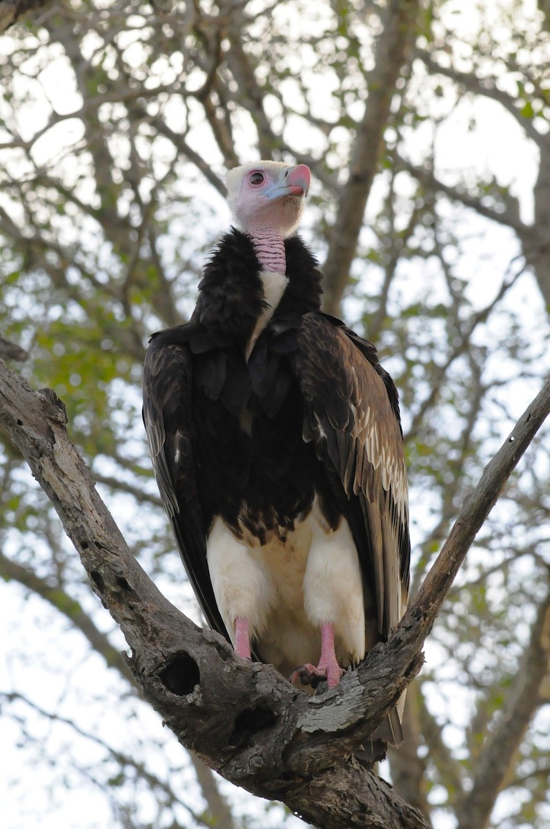 White-headed Vulture - ML617048670