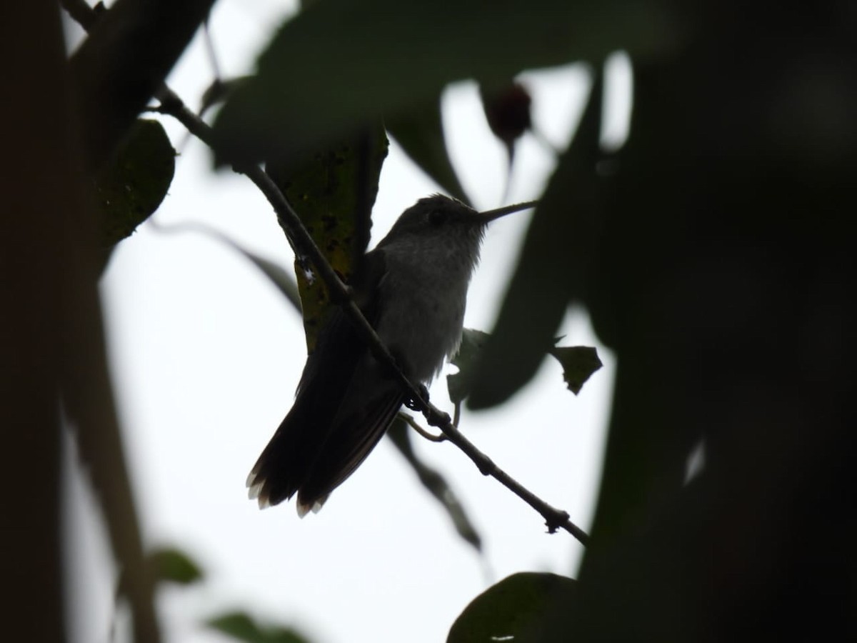 Olive-spotted Hummingbird - ML617048696