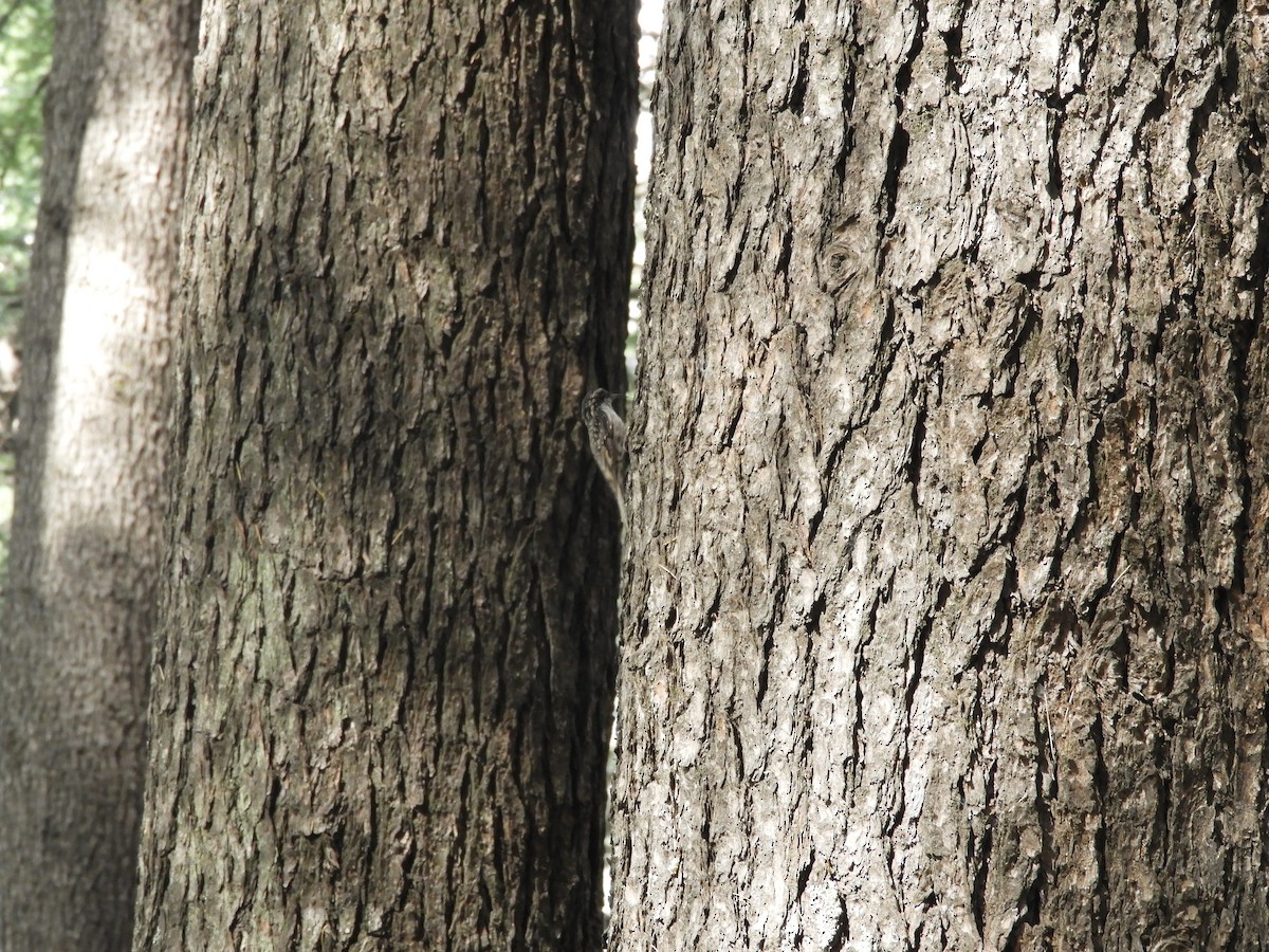 Bar-tailed Treecreeper - ML617048789