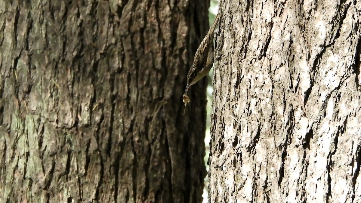 Bar-tailed Treecreeper - Aamir Matli