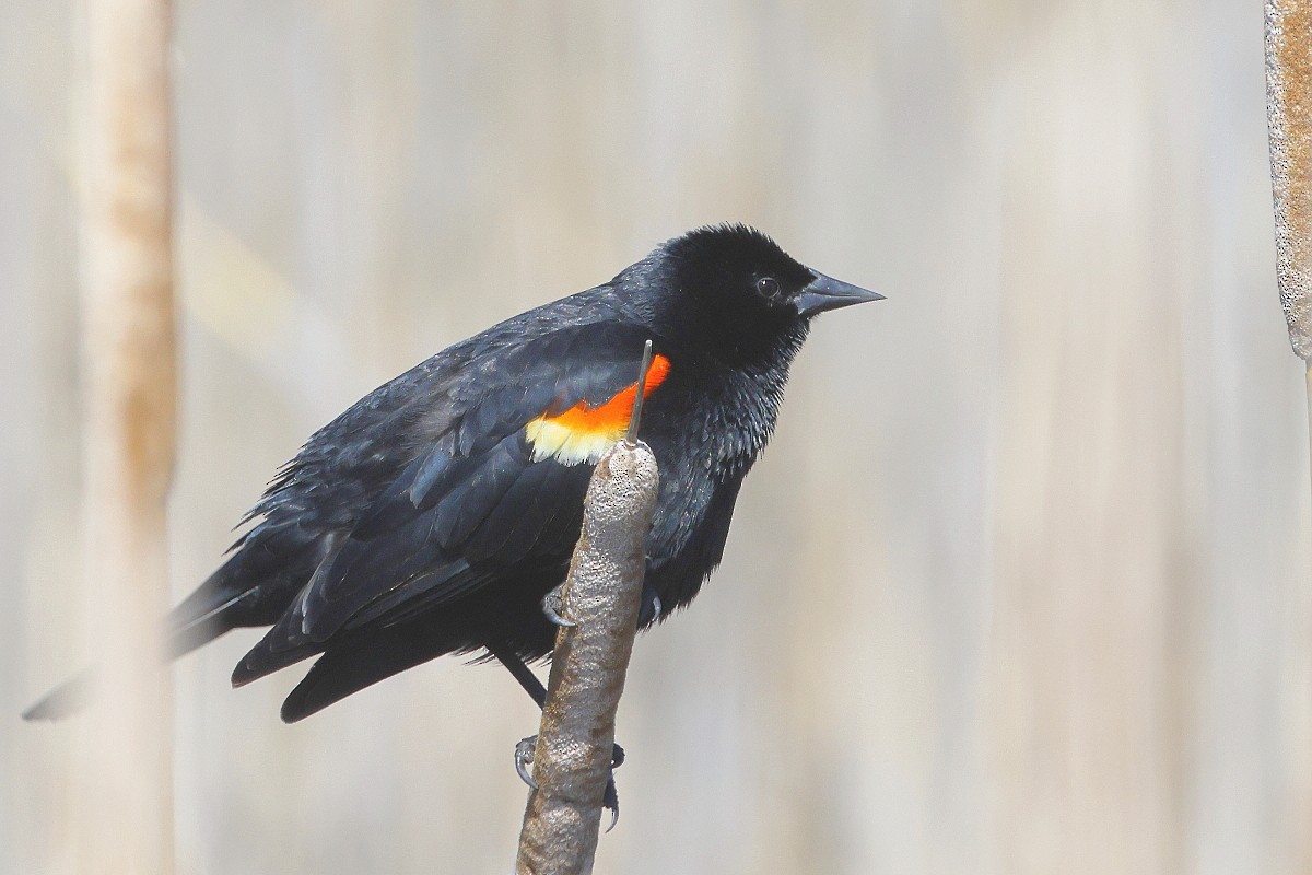 Red-winged Blackbird - ML617048909