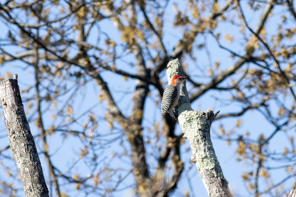 Red-bellied Woodpecker - ML617048967