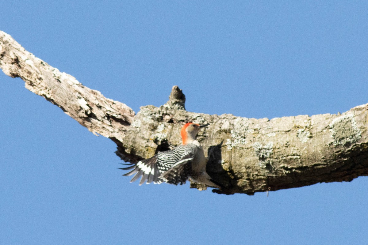 Red-bellied Woodpecker - ML617048968