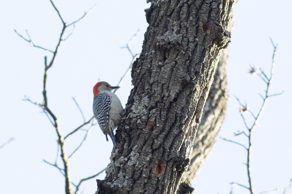 Red-bellied Woodpecker - ML617048969