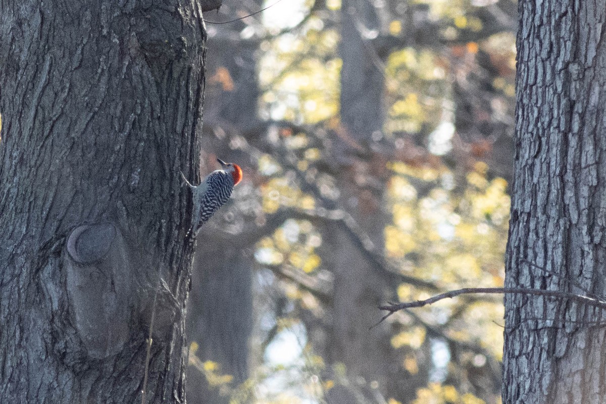 Red-bellied Woodpecker - ML617048971