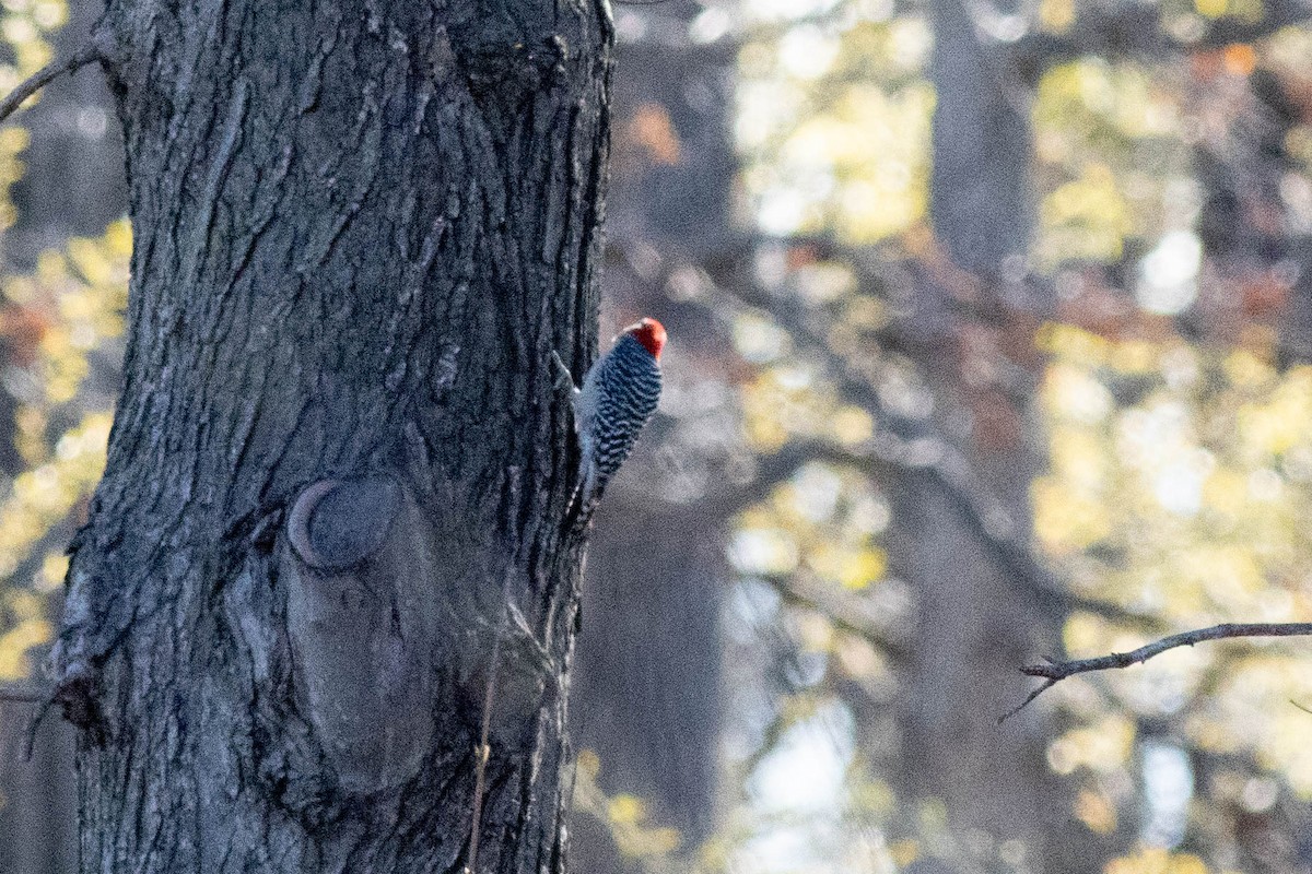 Red-bellied Woodpecker - ML617048973