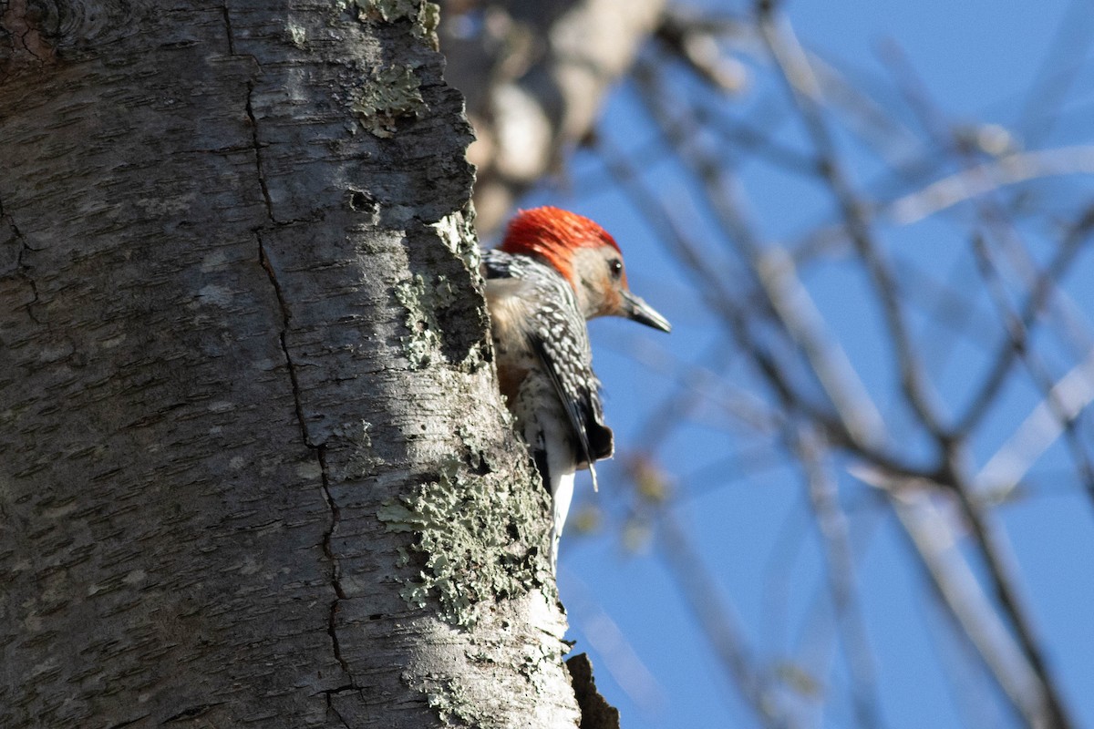 Red-bellied Woodpecker - ML617048974