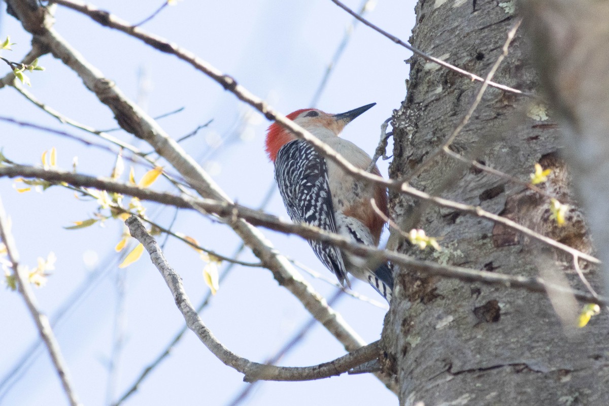 Red-bellied Woodpecker - ML617048975