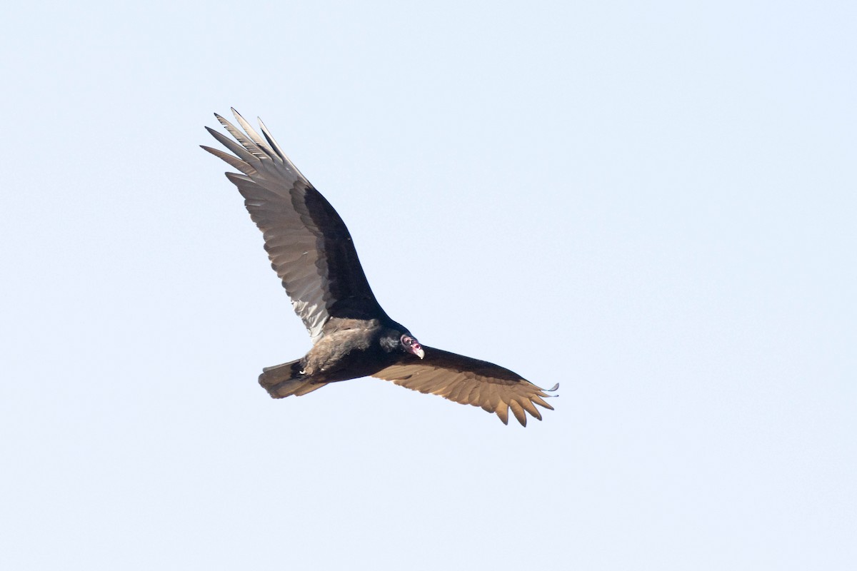 Turkey Vulture - ML617049105