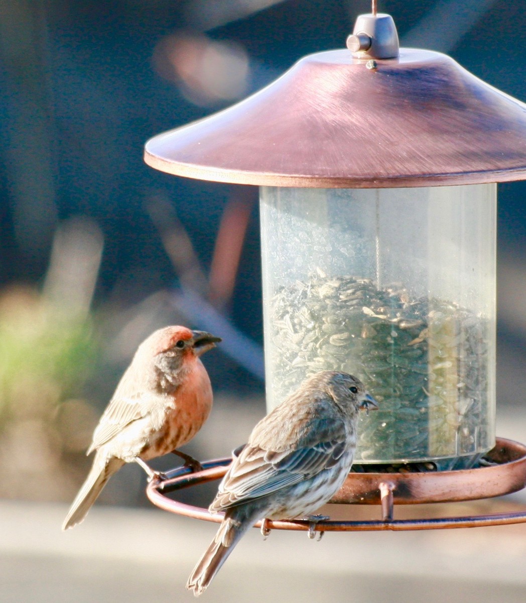 House Finch - Renee Coon