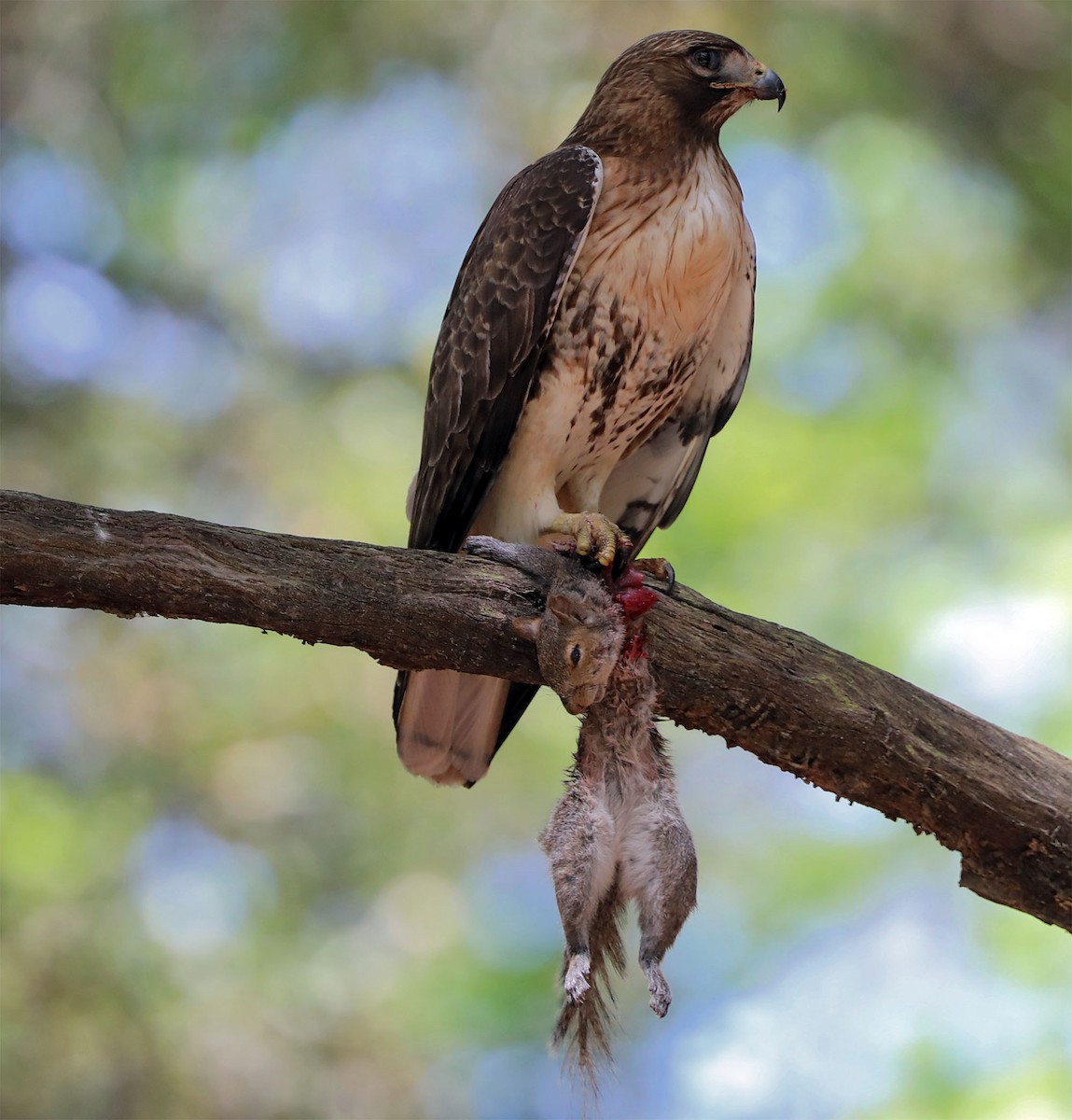 Red-tailed Hawk - ML617049295