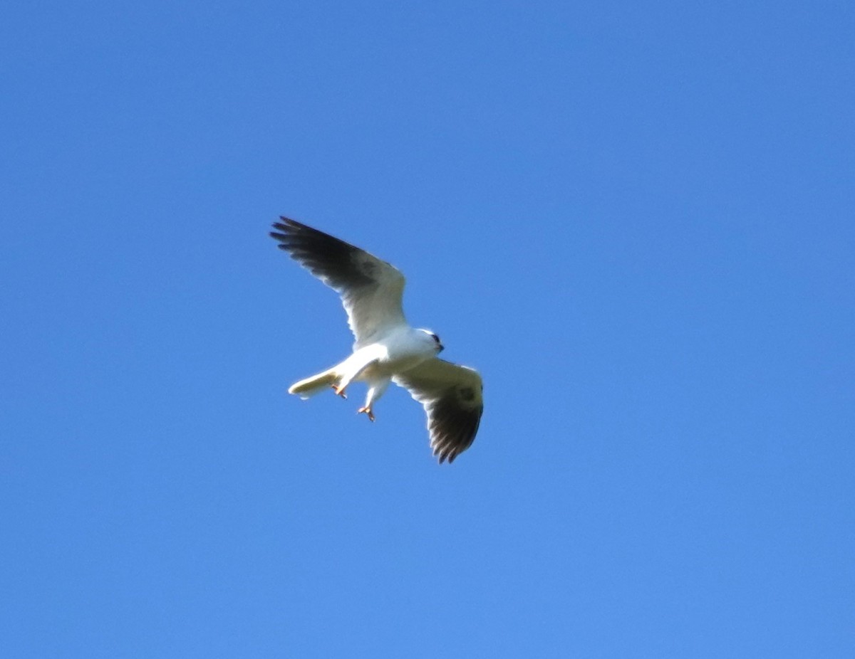 White-tailed Kite - ML617049298