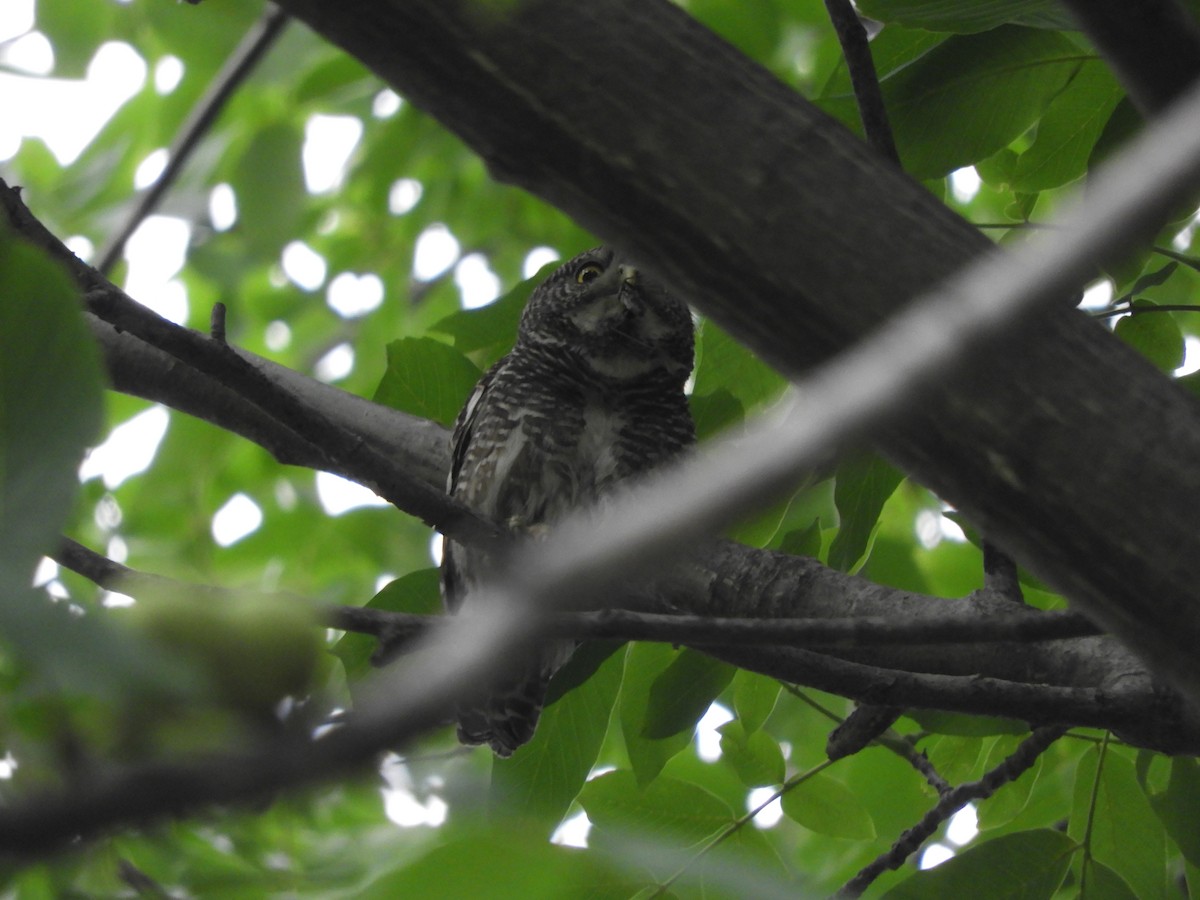 Asian Barred Owlet - ML617049306