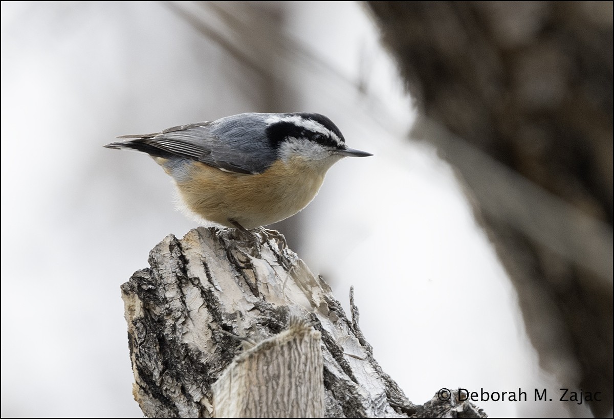Red-breasted Nuthatch - ML617049313