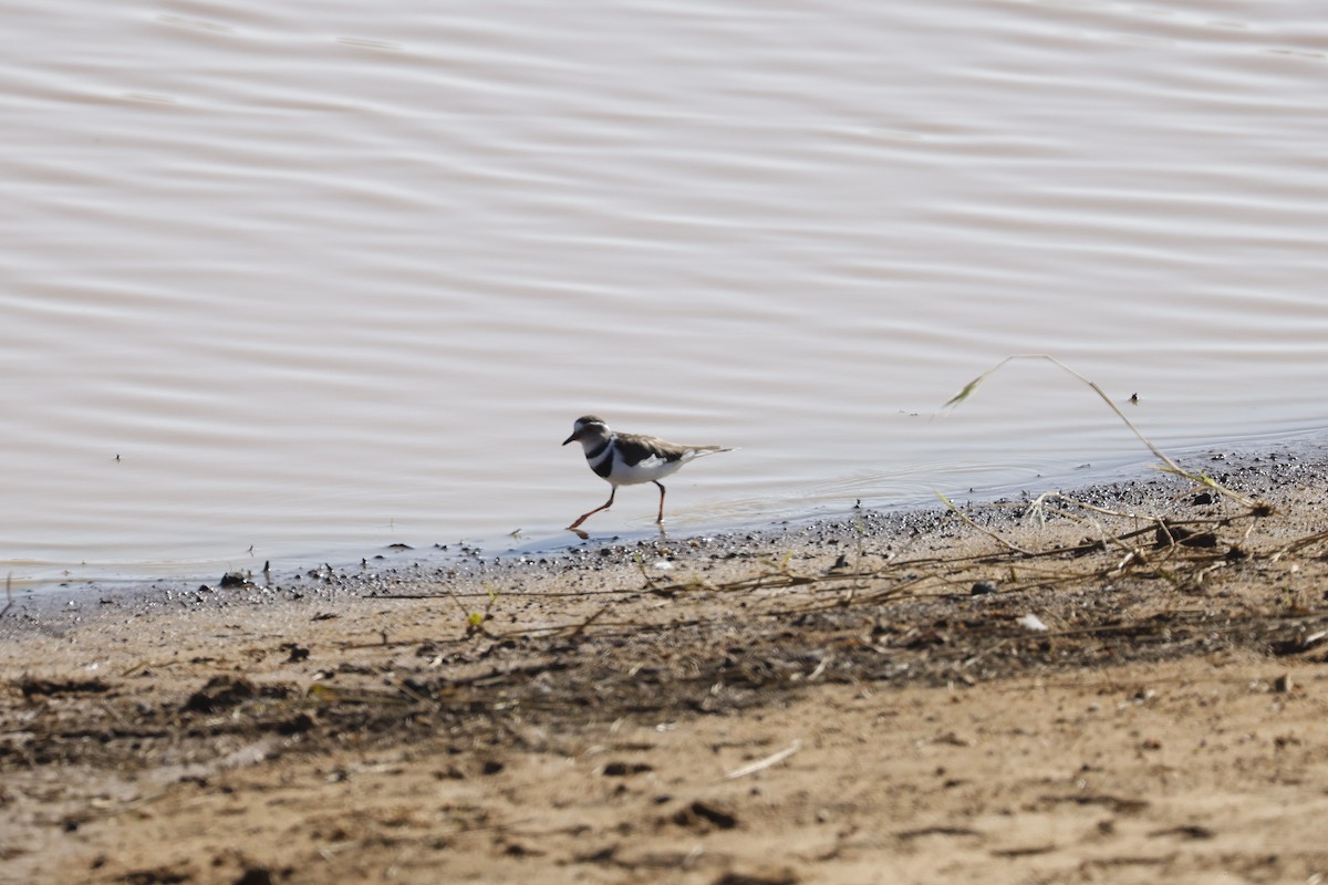 Three-banded Plover - ML617049497