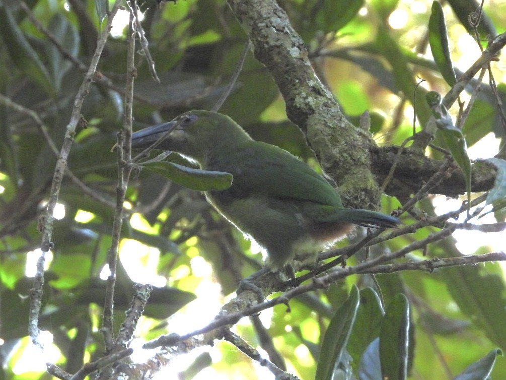 Southern Emerald-Toucanet (Santa Marta) - ML617049509