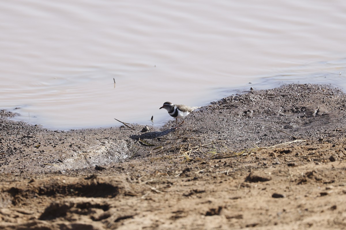 Three-banded Plover - ML617049778