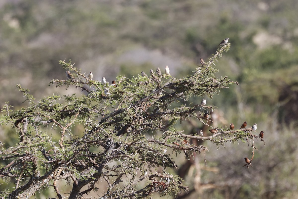 Kenya Rufous Sparrow - ML617049816