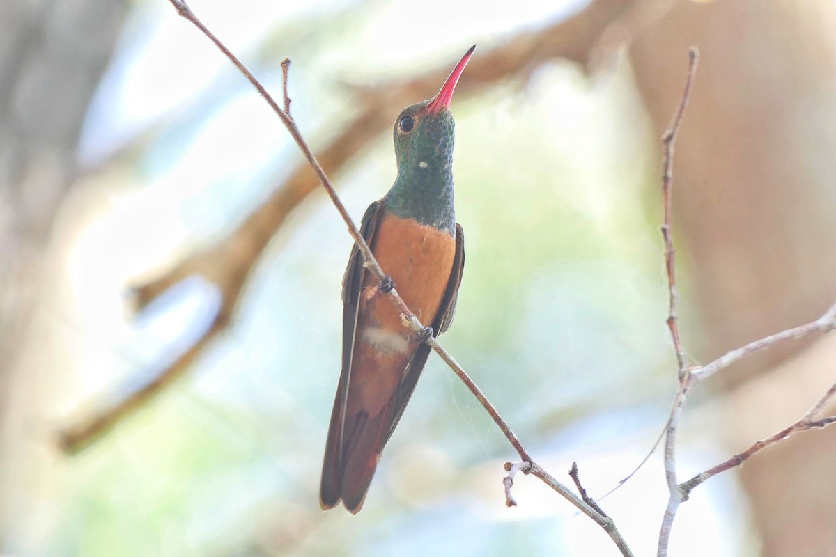 Buff-bellied Hummingbird (Yucatan) - ML617049922