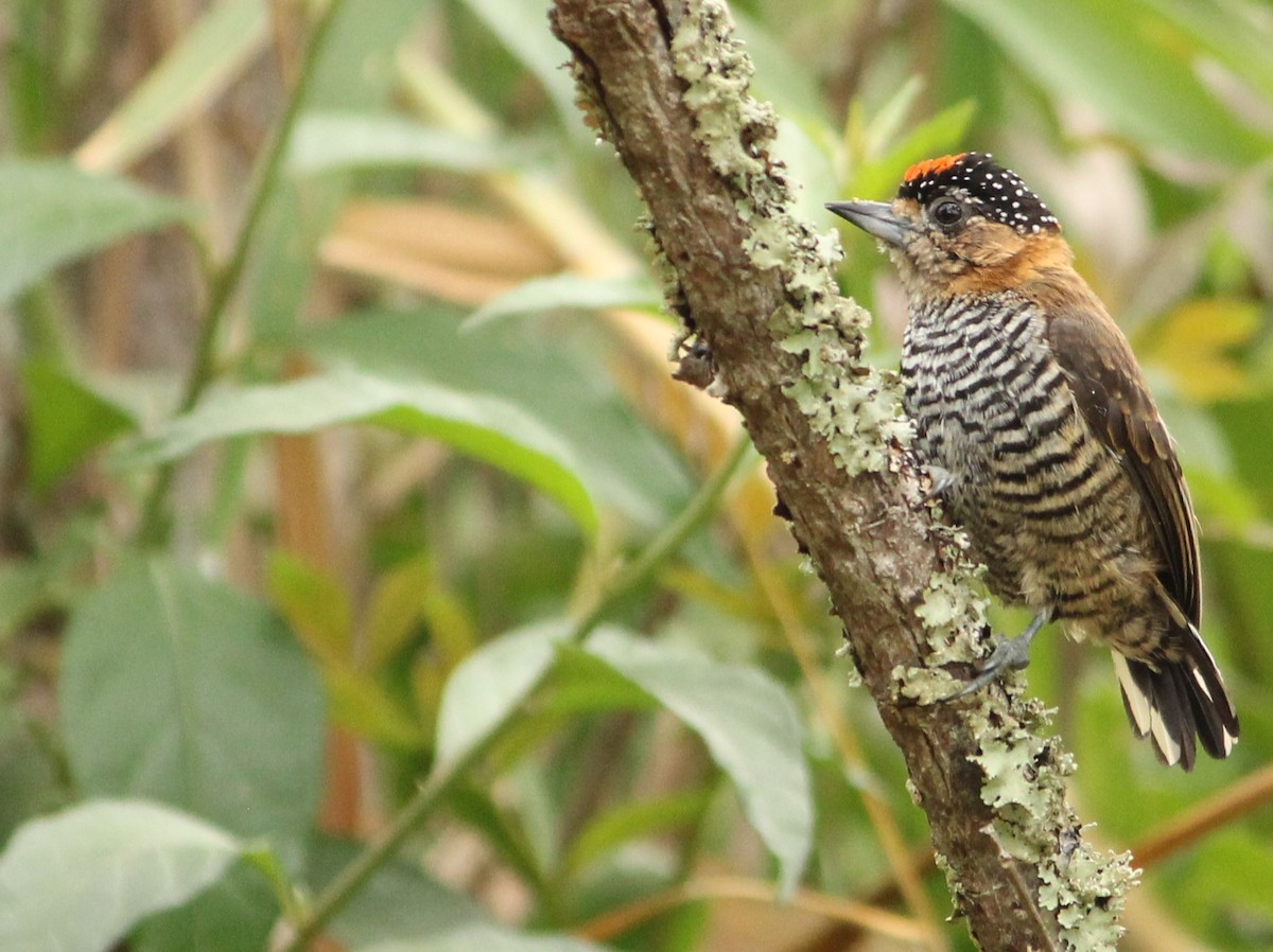 Ochre-collared Piculet - ML617049940