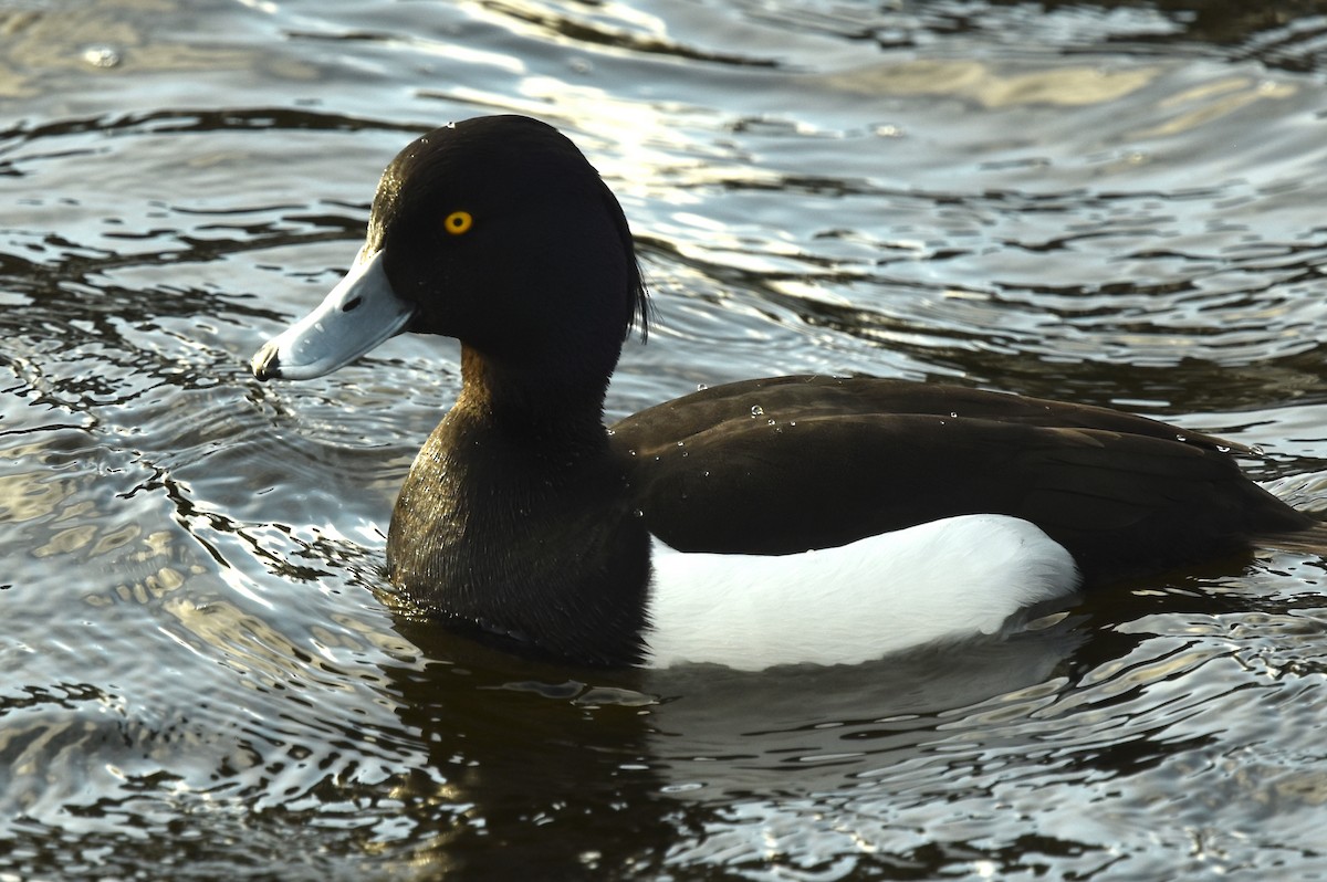 Tufted Duck - ML617049977