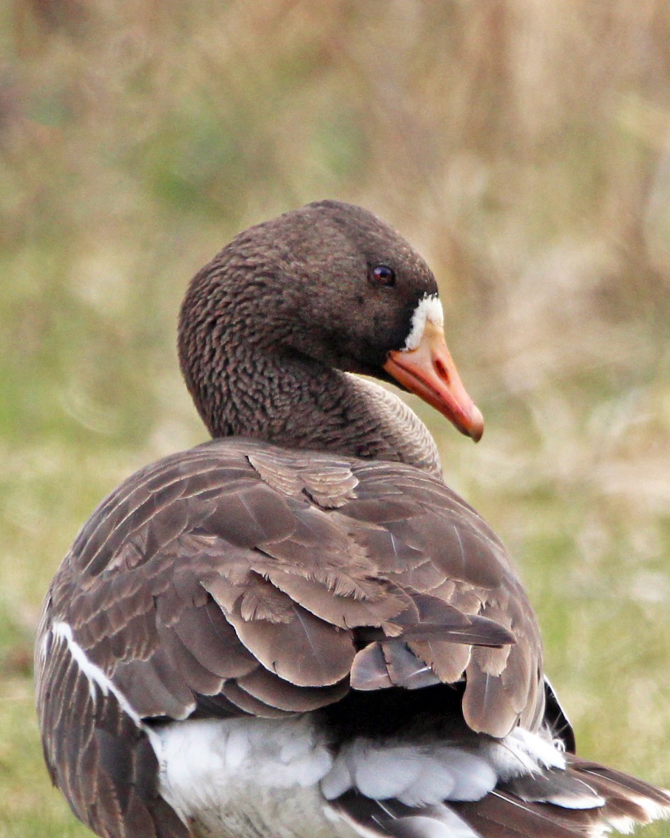 Greater White-fronted Goose - ML617050064
