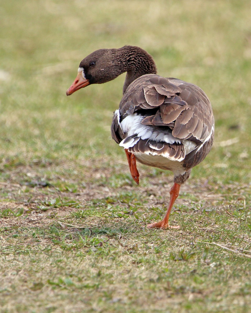 Greater White-fronted Goose - ML617050068