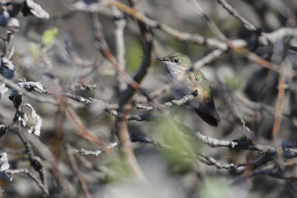 Calliope Hummingbird - ML61705011