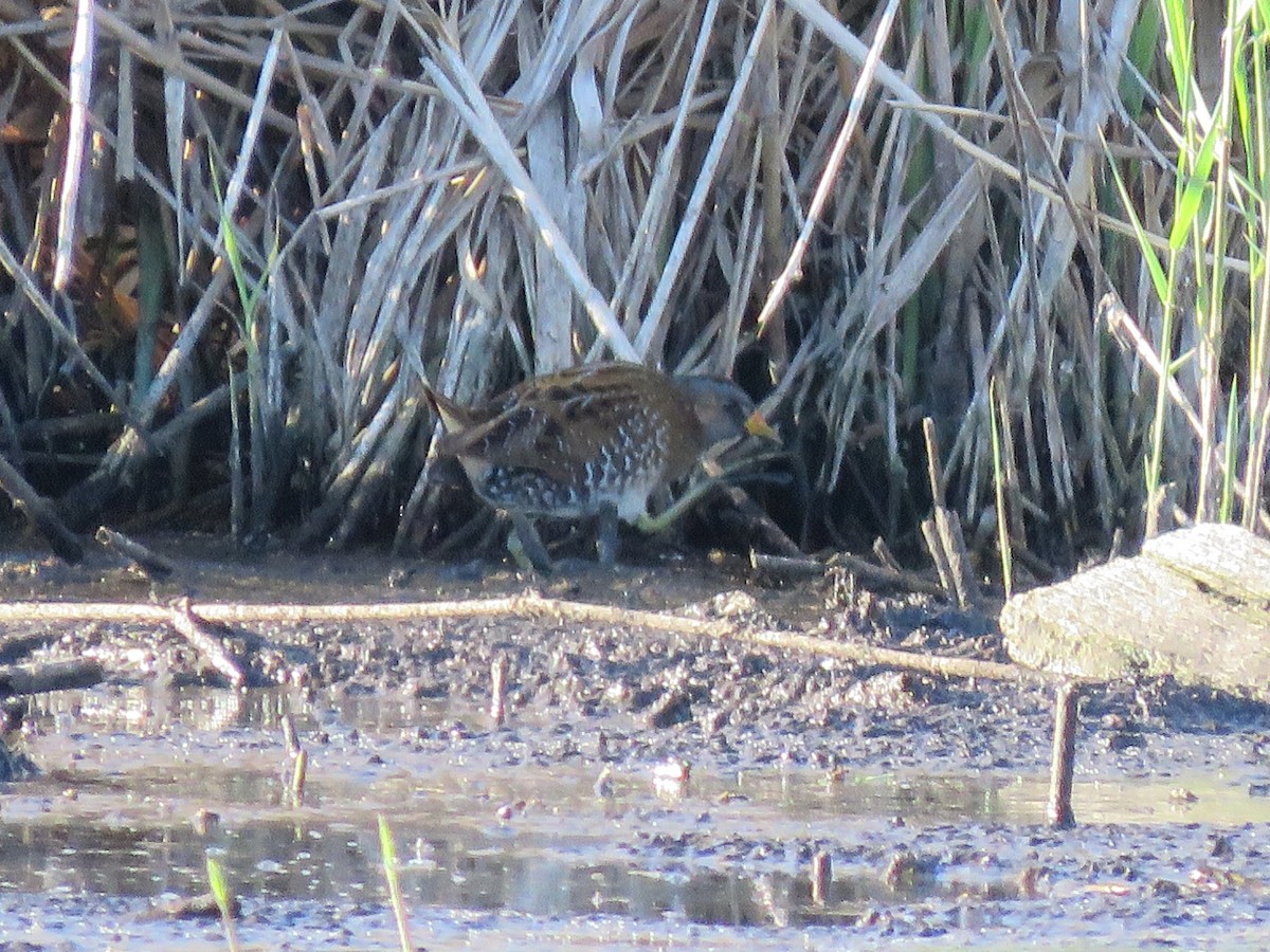 Spotted Crake - Anett Oehmig