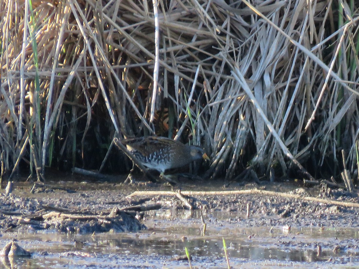 Spotted Crake - ML617050199