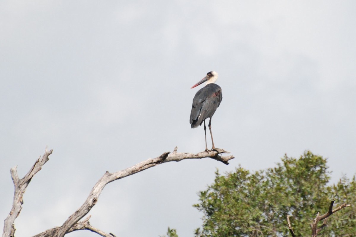 African Woolly-necked Stork - ML617050233