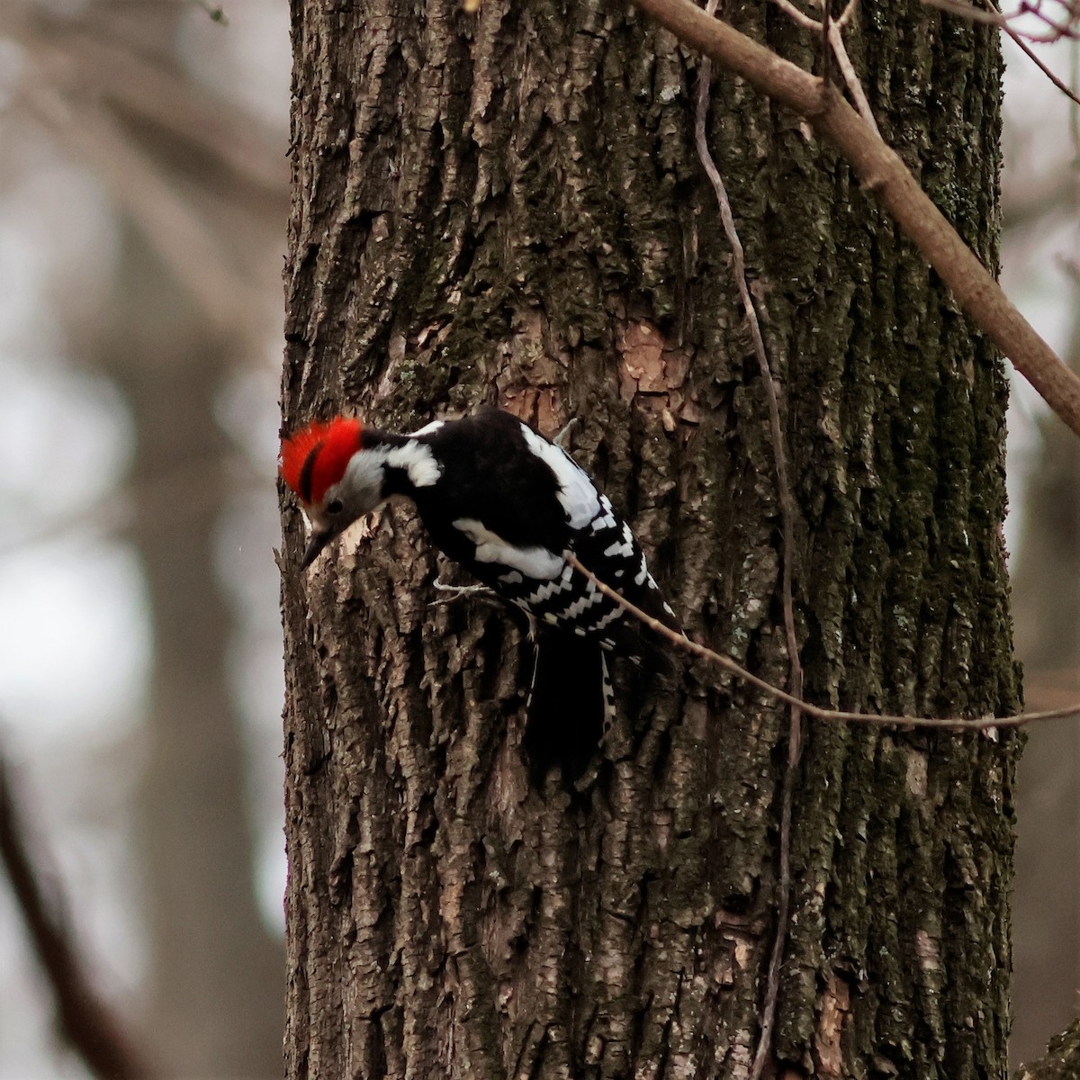 Middle Spotted Woodpecker - ML617050307