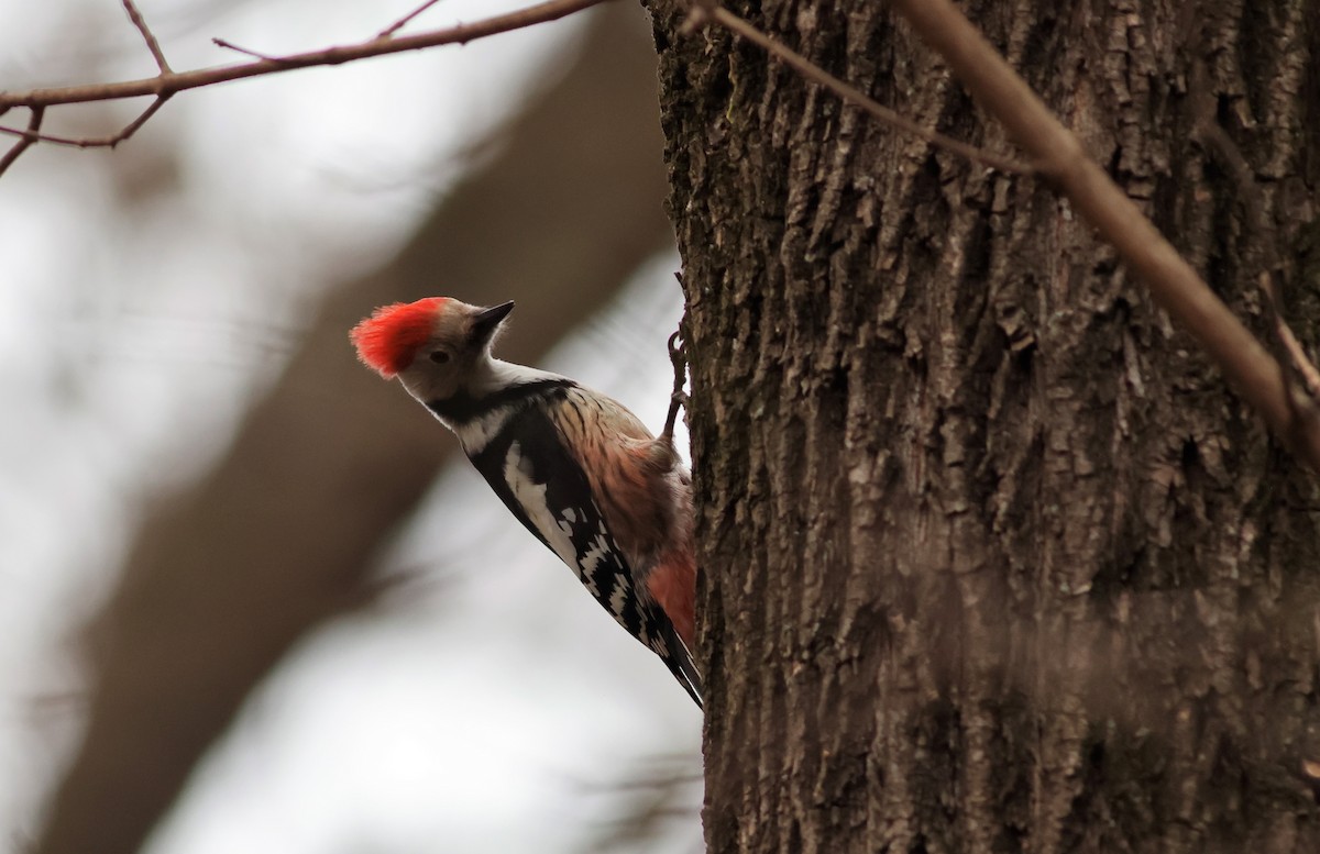 Middle Spotted Woodpecker - ML617050308