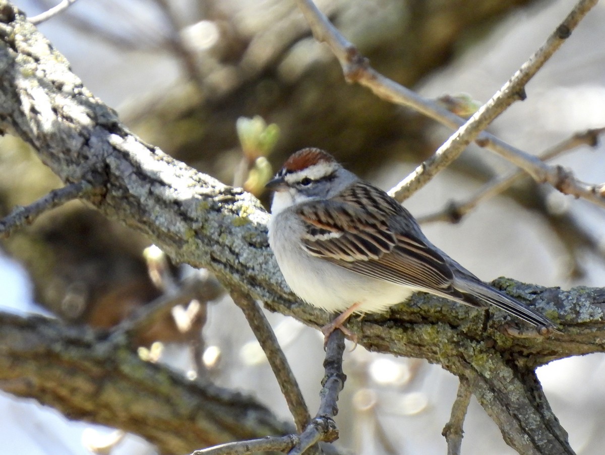 Chipping Sparrow - ML617050348
