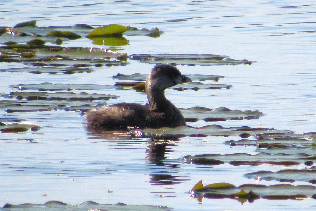 eBird Checklist 7 Apr 2024 Mead Botanical Gardens 54 species