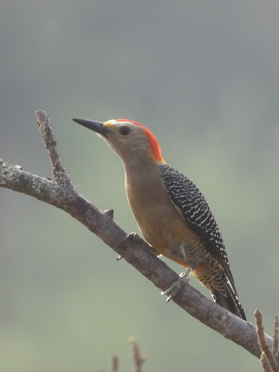 Golden-fronted Woodpecker (Velasquez's) - ML617050368