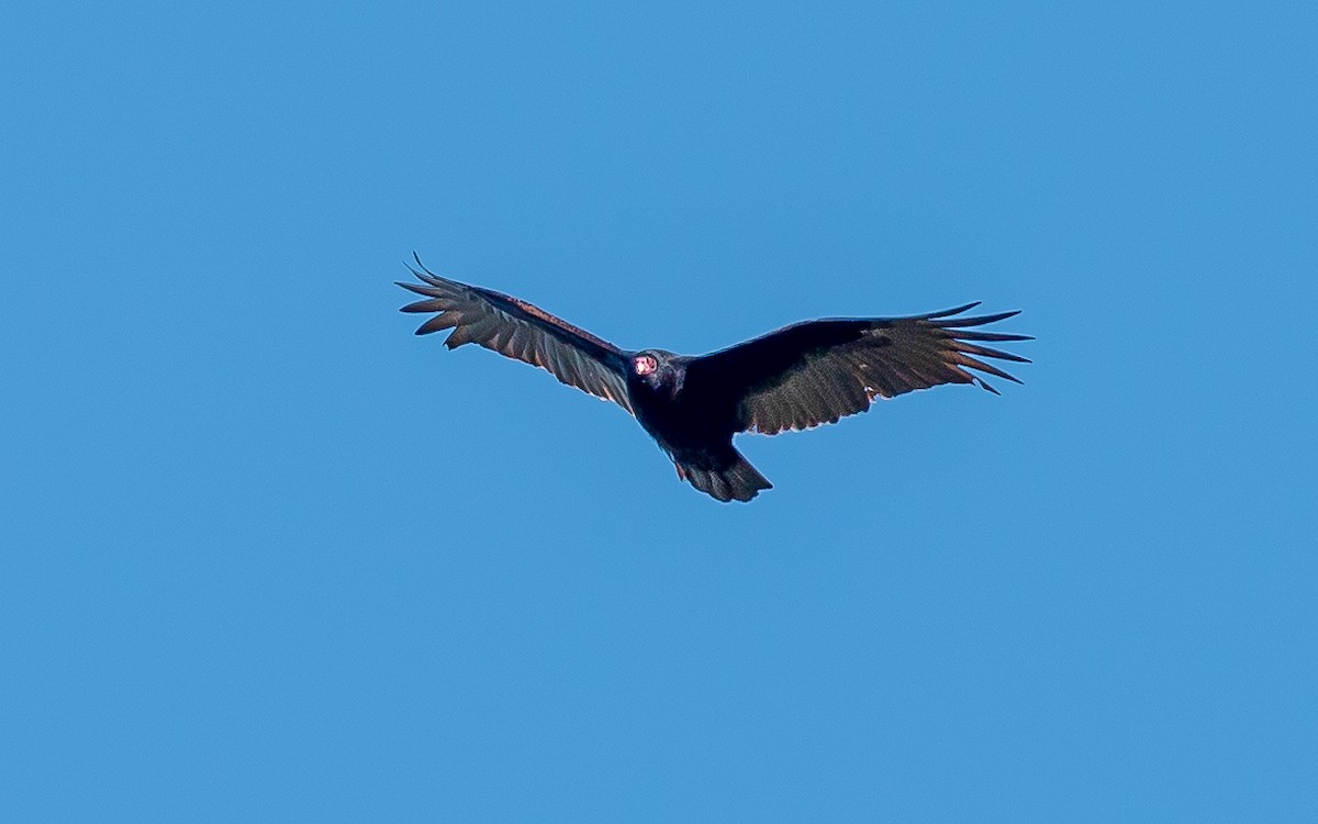 Turkey Vulture - ML617050402