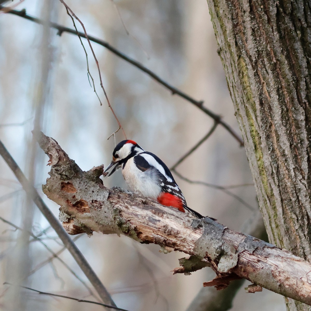 Great Spotted Woodpecker (Great Spotted) - Ferenc Domoki