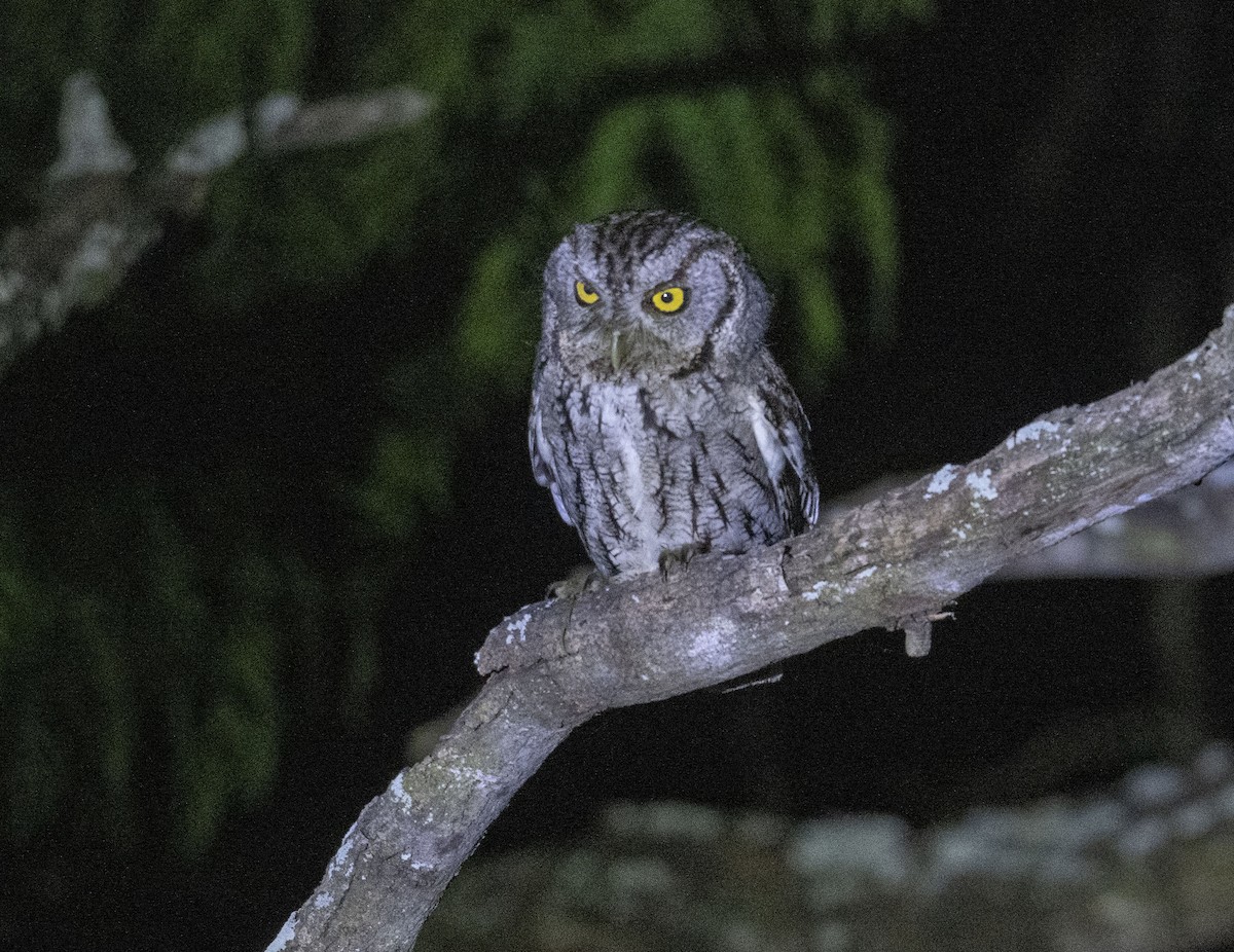 Eastern Screech-Owl (McCall's) - ML617050431