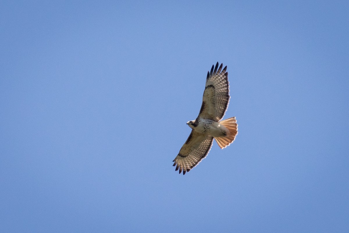 Red-tailed Hawk - ML617050601