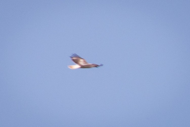 Red-tailed Hawk (Krider's) - ML617050632